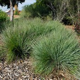 Blue Heaven Little Bluestem